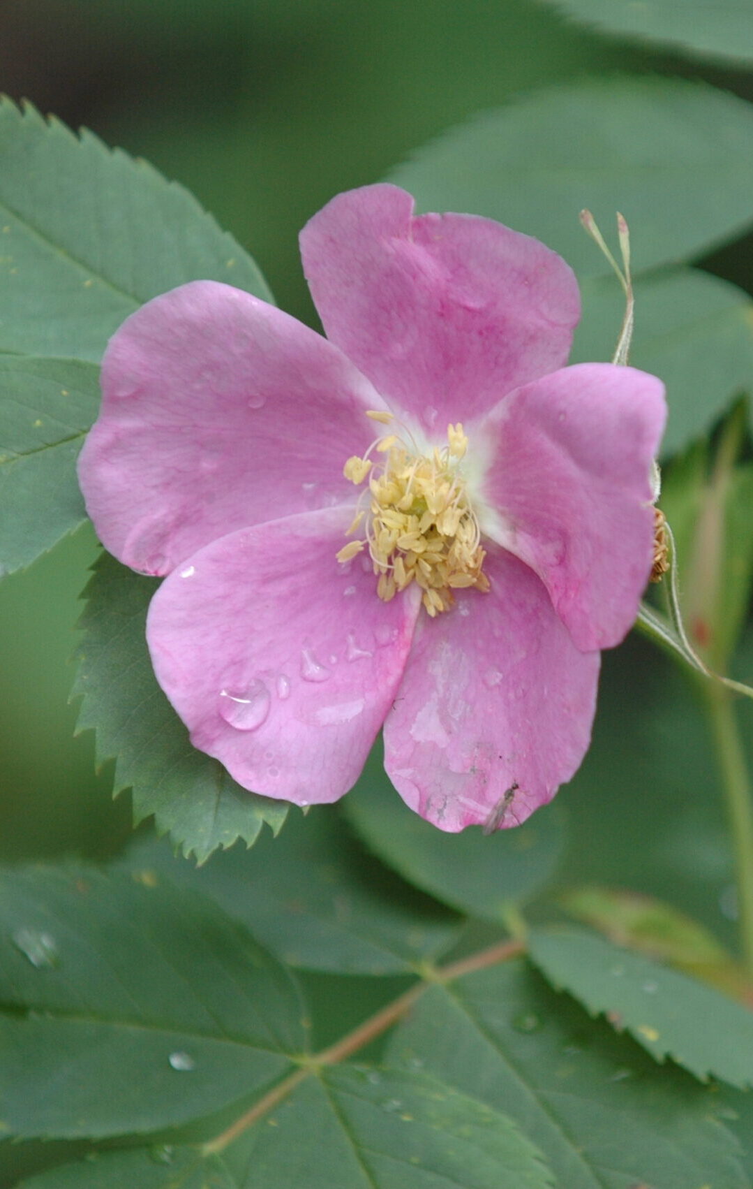 20060713 flowers0247