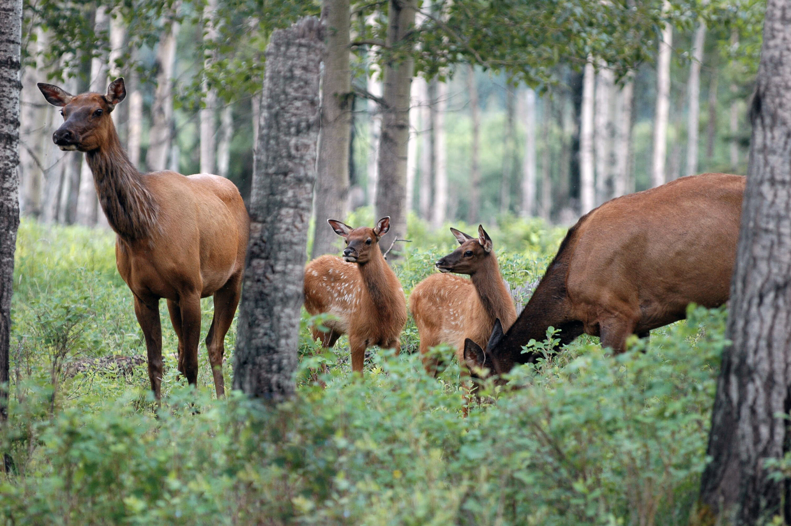 elk-2